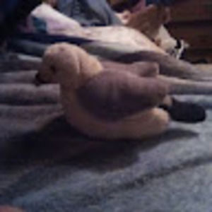 Meet your Posher, Birdy